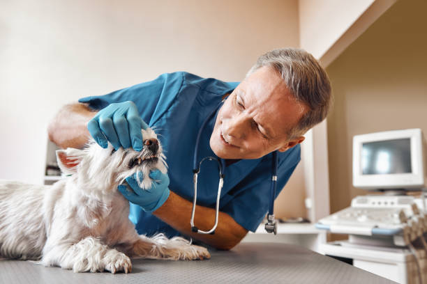 Best Emergency Tooth Extraction in San Anselmo, CA